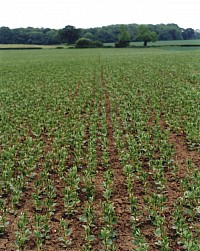 Field Beans