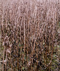 Dry bean crop ready for harvest