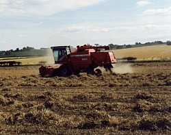 Harvesting beans, leaving the straw on the field